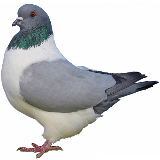 Strasser Pigeon